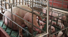 How to calculate farrow crate and design your pig ..