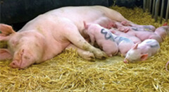 Improve sow welfare and early piglet survival by e..