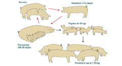 Pig production cycle