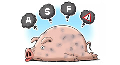 Latest News of African Swine Fever in China