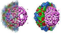 Outbreak of the Seneca virus and foot-and-mouth di..