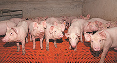 Global exporters scramble to fill Chinese pork sup..