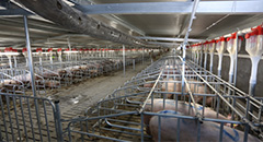 Increased standardisation will reign in swine barn..