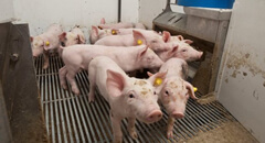 Artificial rearing affects piglets pre-weaning