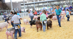 Swine fever concerns lead to new exhibition rules ..