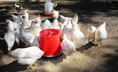 World-class training for SA small-scale poultry fa..