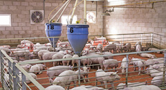 How the pork market recovered from 'listeria hyste..