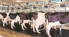 NDDB, Amul oppose dairy import talks with New Zeal..