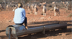 How to prevent heat stress in your livestock