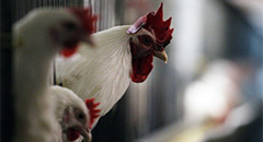 Russian poultry supplies to China increased sevenf..