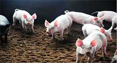 IFC Mulls $80m Loan to Chinese Pig Rearing Firm Gu..