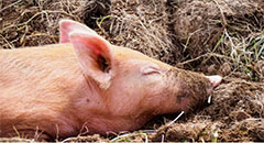 Ukraine has limited imports of German pork due to ..