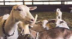 Reducing transmission risk of livestock disease