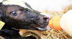 Calf health: Know what’s vital and profitable