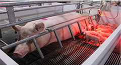 Russia breaks $ 1 billion threshold with pork expo..