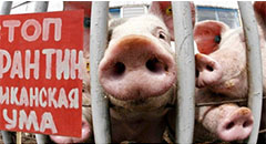 In Russia, outbreaks of swine fever are recorded a..