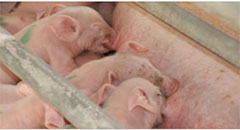 Germany sets minimum farrowing pen size