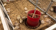 What’s new in the world of poultry?