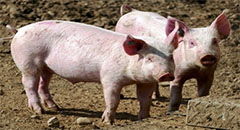 Citing Concerns Over Swine Flu, China Announces Ba..