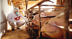 South Korean officials cull 1,500 pigs after ASF o..