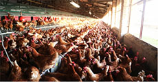 Rwanda invests Rwf15 billion in pig, poultry farmi..