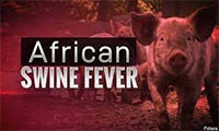 Global Leaders Take Action to Keep African Swine F..