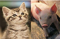 The Truth About Cats and Pigs and SARS-CoV-2