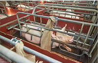 New Zealand: Farrowing crates for pigs are unlawfu..