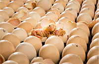 Uzbekistan ups production of hatching eggs