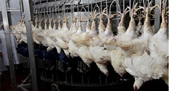 Tajikistan increases poultry meat and egg producti..