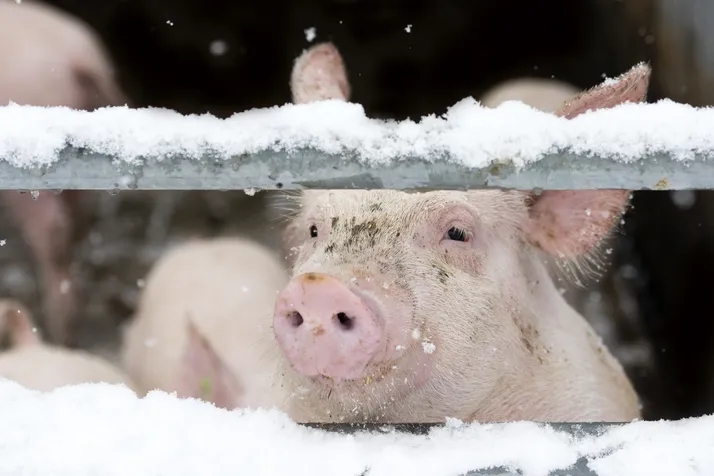 Prepare livestock to endure cold weather