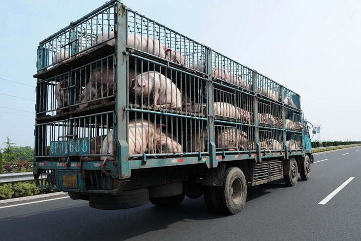 Transport and tail docking of pigs among EU animal..